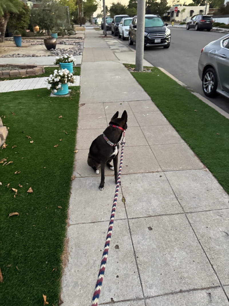 A picture of a black dog named Bowie sitting, taken on September 5 2024 at 6:14 am